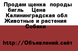 Продам щенка, породы бигль  › Цена ­ 25 000 - Калининградская обл. Животные и растения » Собаки   